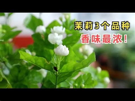 陽台種茉莉花風水|茉莉花風水完整教學：招財、聚氣、好運不間斷 